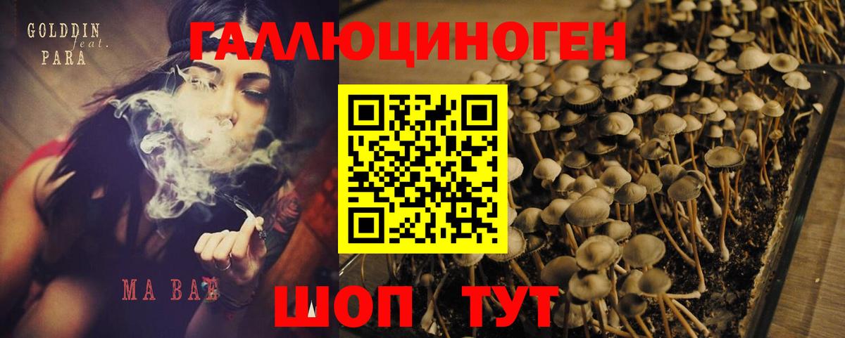 Псилоцибиновые грибы Psilocybine cubensis Донецк